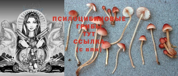 PSILOCYBIN Армянск